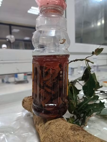 Rượu, rễ cây Hồi hai bệnh nhân đã sử dụng để uống - Ảnh BSCC