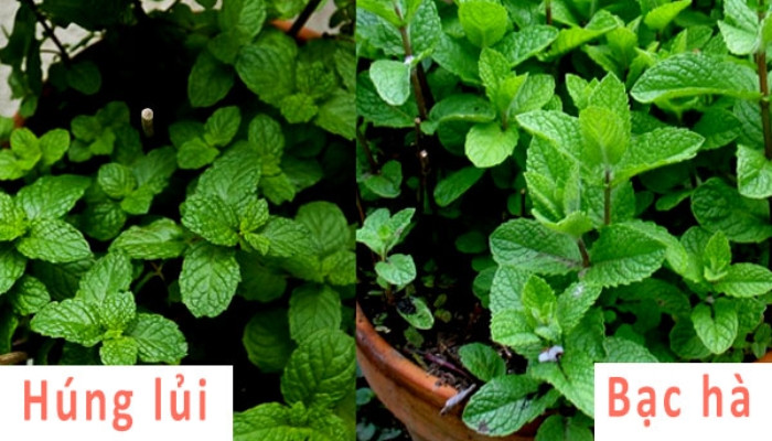 Nhiều hoạt chất quý chữa bệnh trong cây húng lủi mọi người không biết