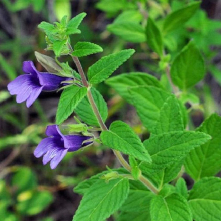 Cây nhân trần - Ảnh minh họa