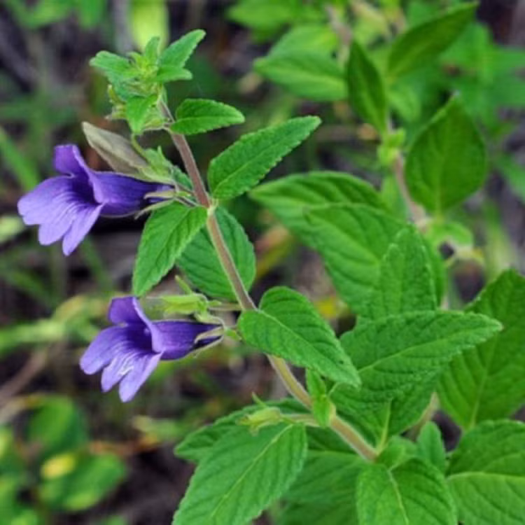 Cây nhân trần - Ảnh minh họa