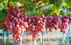 Trái cây được mệnh danh là “kẹo thiên nhiên” ngừa ung thư, tim mạch... - Ảnh minh họa