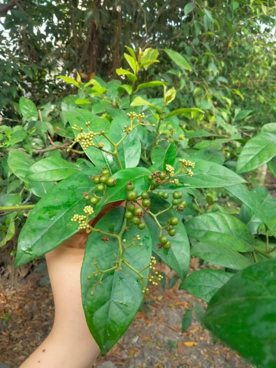 Cây xạ đen - Ảnh BVCC