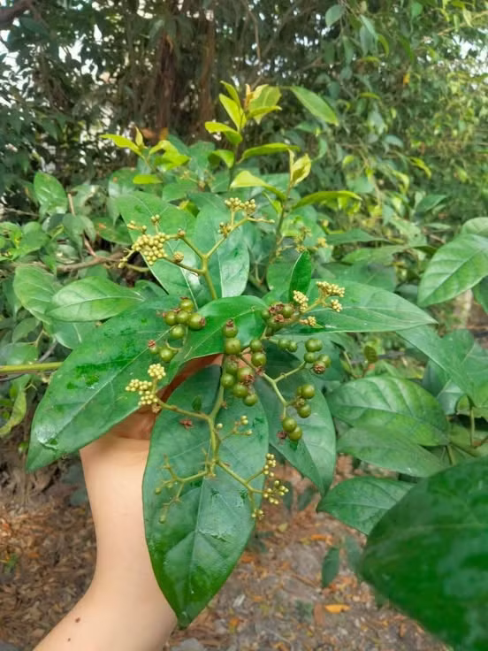 Cây xạ đen - Ảnh BVCC