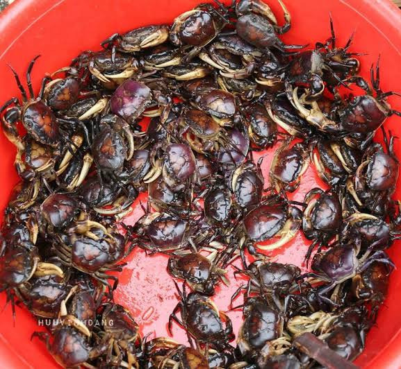 Axit uric cao không nên ăn cua đồng - Ảnh minh họa