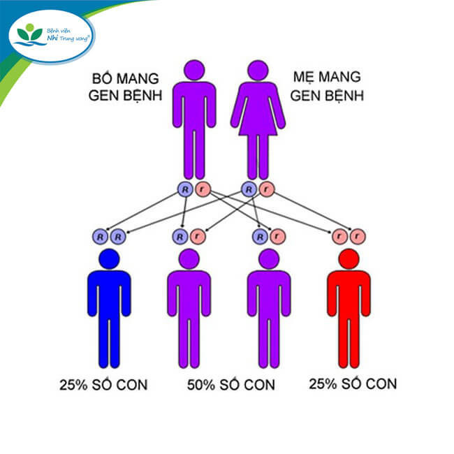 Gen bệnh Thalassemia di truyền từ cha mẹ sang con.