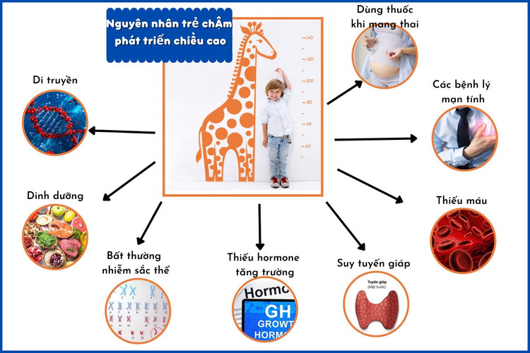 Các yếu tố ngoại sinh, nội sinh ảnh hưởng đến phát triển tầm vóc - Ảnh BSCC Các yếu tố ngoại sinh, nội sinh ảnh hưởng đến phát triển tầm vóc - Ảnh BSCC