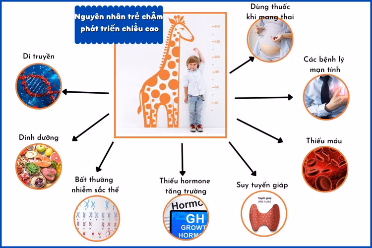 Các yếu tố ngoại sinh, nội sinh ảnh hưởng đến phát triển tầm vóc - Ảnh BSCC