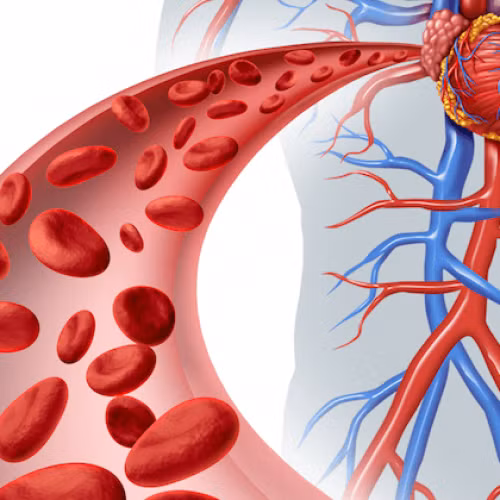 Cục máu đông dễ gây tắc nghẽn mạch máu - Ảnh minh họa