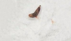 Ấu trùng trong tai bé được lấy ra - Ảnh BVCC