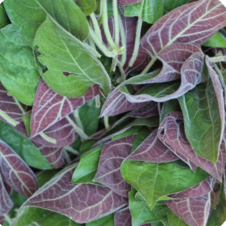 Lá mơ lông có rất nhiều tác dụng chữa bệnh - Ảnh minh hoạ