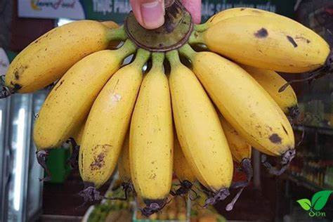 Chuối ngoòng đặc sản tiến vua thời xưa - Ảnh minh họa