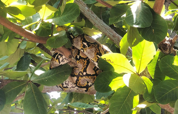 Trăn bò vào quấn trên cây trong sảnh của trường