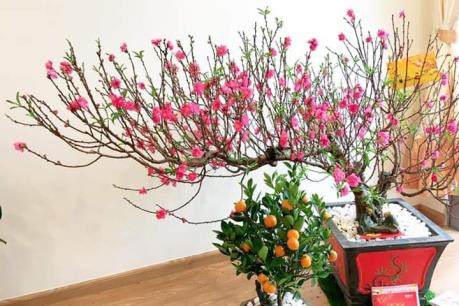 Chọn đào Tết phong thủy rước tài lộc ảnh 1