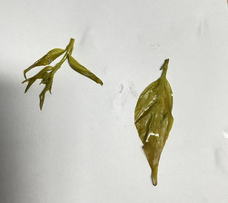 Hình ảnh lá ngón trong dịch rửa dạ dày của người bệnh