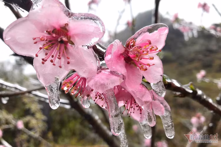 Mung 3 Tet: Mien Bac ret dam, Trung Bo mua to, Nam Bo nang