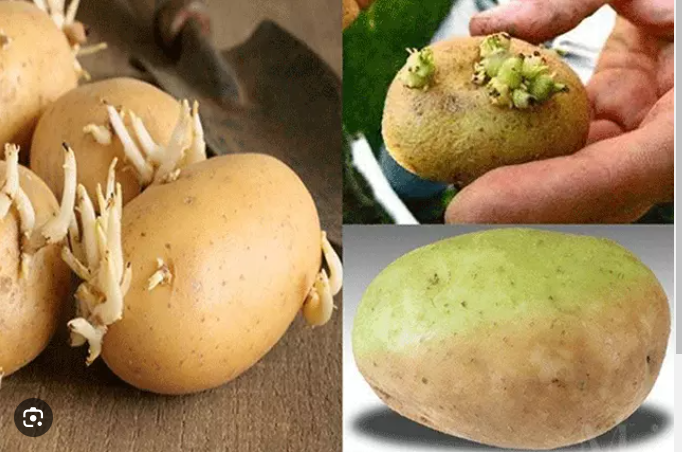 Mầm khoai tây chứa độc tố glycoalkaloids,