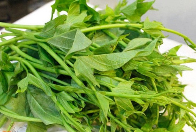 Rau khoai lang nhiều dưỡng chất và vitamin dồi dào - Ảnh minh hoạ