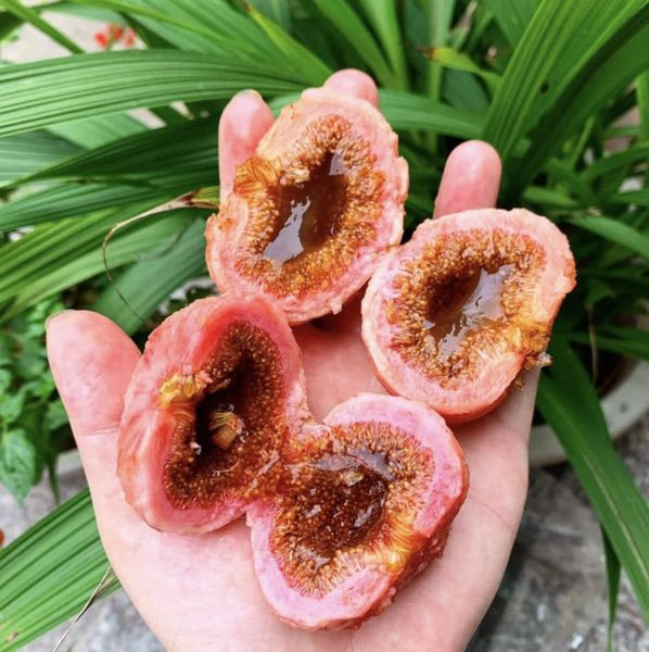 Quả ngõa mà người đàn ông ăn - Ảnh BVCC