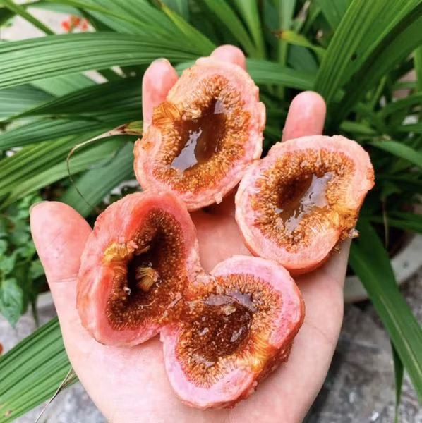 Quả ngõa mà người đàn ông ăn - Ảnh BVCC