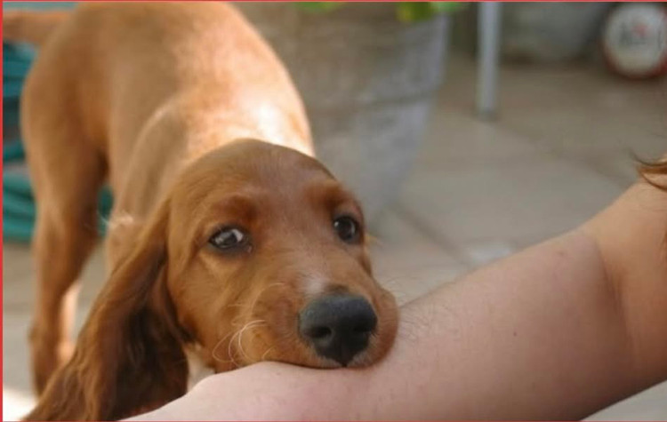 1 ngày 2 trẻ bị vật nuôi cắn thương tích nghiêm trọng - Ảnh minh họa BSCC