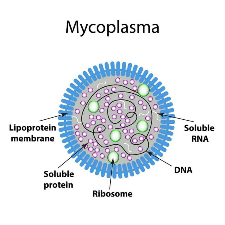 Vi khuẩn Mycoplasma - Ảnh BVCC Vi khuẩn Mycoplasma - Ảnh BVCC