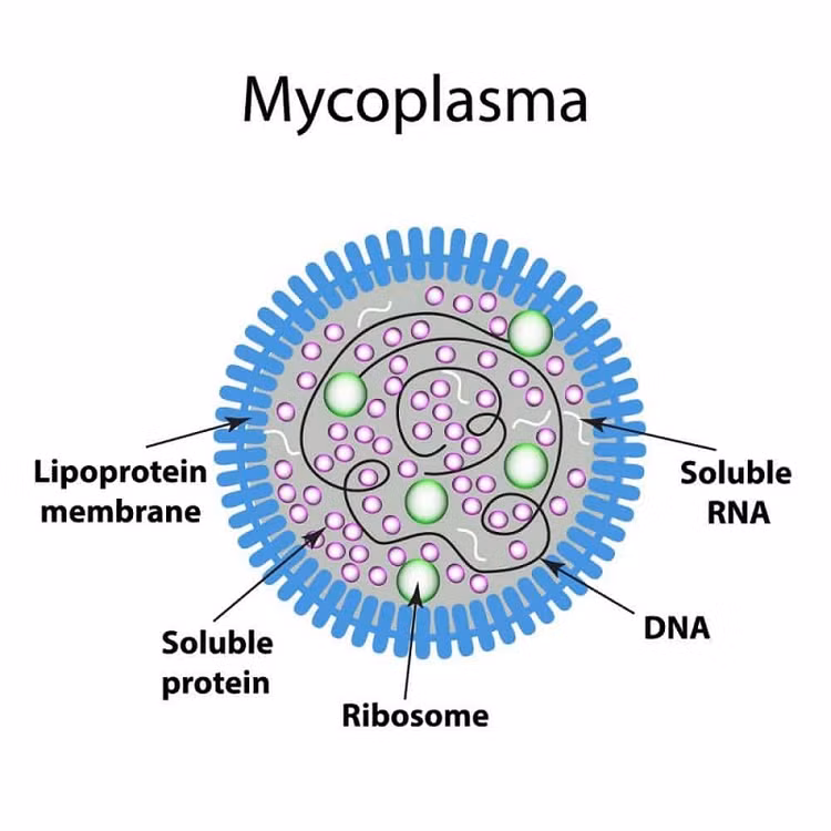 Vi khuẩn Mycoplasma được xác định là tác nhân gây bệnh lạ ở Nga - Ảnh minh họa