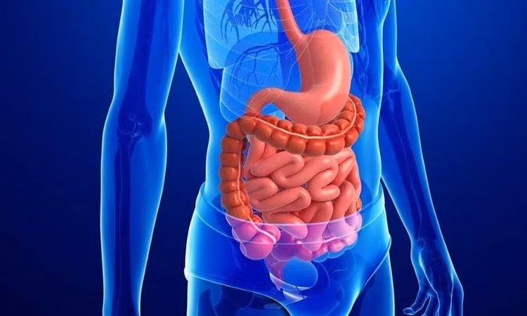 Ruột bẩn gây nhiều hệ lụy cho sức khỏe - Ảnh minh họa Ruột bẩn gây nhiều hệ lụy cho sức khỏe - Ảnh minh họa