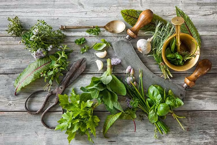 Loại cây cỏ quanh nhà hỗ trợ mất ngủ