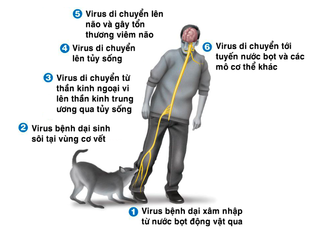 Hình minh họa: Quá trình vi rút dại xâm nhập vào cơ thể con người
