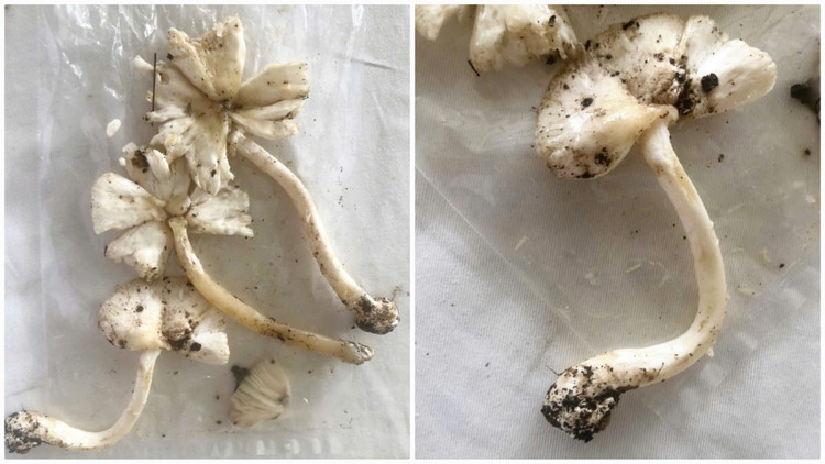 Hình ảnh nấm bệnh nhân hái về ăn (ảnh do bệnh nhân cung cấp).