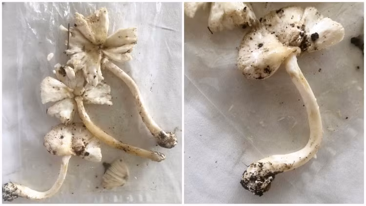 Hình ảnh nấm bệnh nhân hái về ăn (ảnh do bệnh nhân cung cấp).