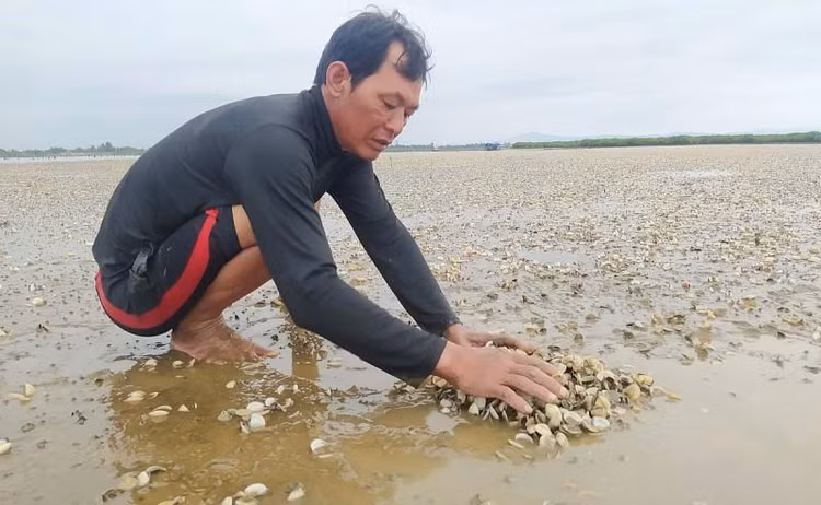 Nhiều hộ dân nuôi ngao ở xã Mai Phụ, huyện Lộc Hà (Hà Tĩnh) đứng ngồi không yên khi xuất hiện tình trạng ngao chết hàng loạt.