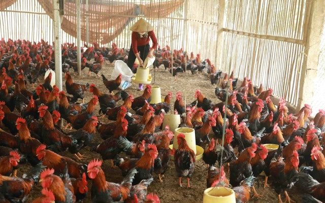 Việt Nam xuất hiện ca mắc cúm A (H5N1) gây tử vong > 50%