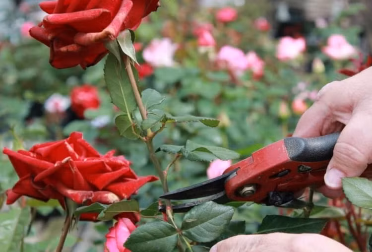Cắt tỉa hoa hồng