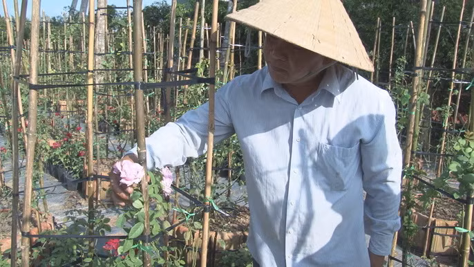 Du Xuân ngắm vườn hoa hồng lớn nhất miền Tây - Ảnh 2.