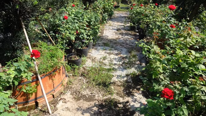 Du Xuân ngắm vườn hoa hồng lớn nhất miền Tây - Ảnh 7.