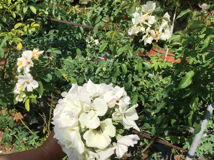 Du Xuân ngắm vườn hoa hồng lớn nhất miền Tây - Ảnh 12.