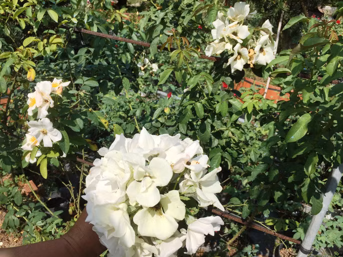 Du Xuân ngắm vườn hoa hồng lớn nhất miền Tây - Ảnh 12.