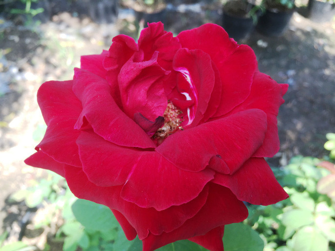 Du Xuân ngắm vườn hoa hồng lớn nhất miền Tây - Ảnh 13.