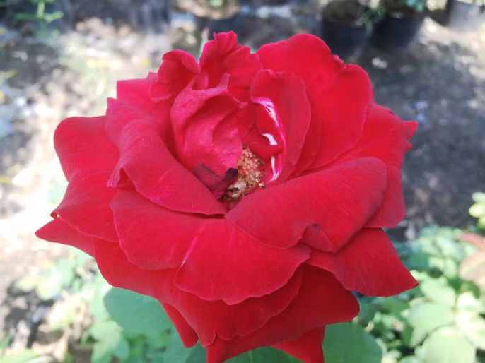 Du Xuân ngắm vườn hoa hồng lớn nhất miền Tây - Ảnh 13.