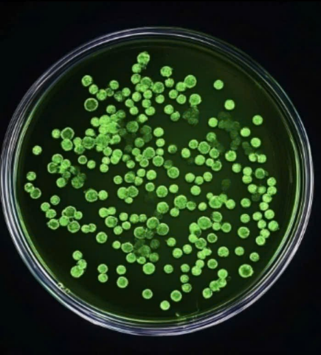 Chiết xuất tế bào gốc từ thực vật