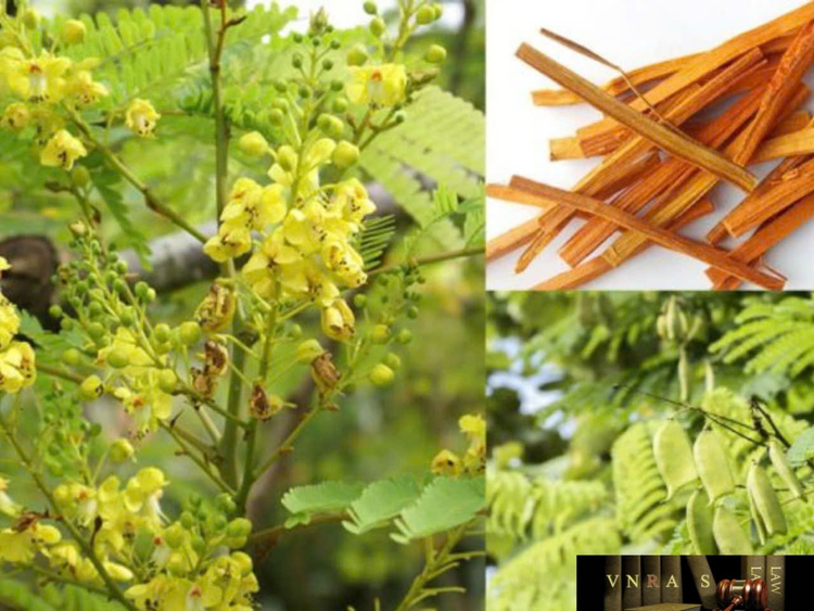 Chiết xuất tế bào gốc từ cây tô mộc - Ảnh minh họa