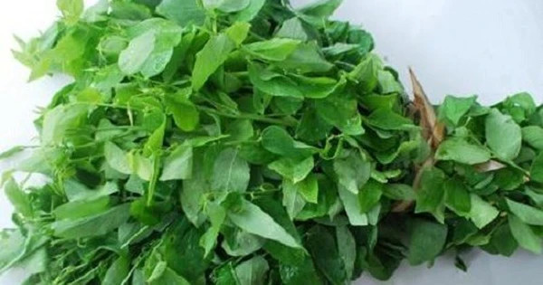 Rau ngót nhiều canxi giúp phòng ngừa loãng xương - Ảnh minh họa