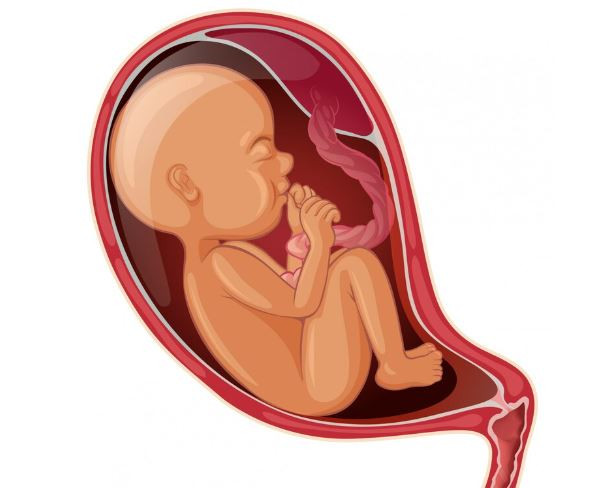 Mạch máu tiền đạo có sinh thường được không? - Ảnh BVCC