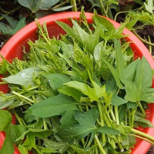 Rau lang- loài rau dân dã tốt như thần dược Rau lang- loài rau dân dã tốt như thần dược