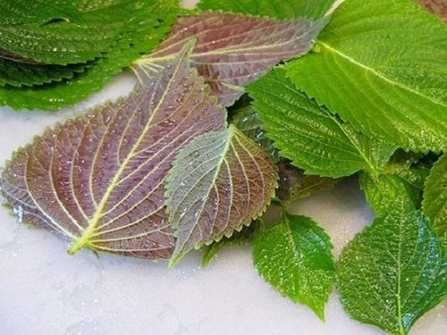 Loại lá phơi khô là thuốc dưỡng gan, bổ phổi, kiểm soát đường huyết... - Ảnh minh họa