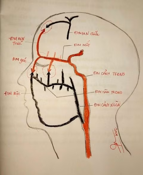 Ảnh minh họa cơ chế filer gây mù mắt - Ảnh BSCC
