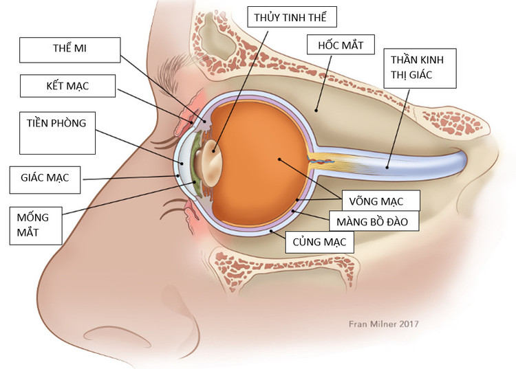Cấu tạo đôi mắt