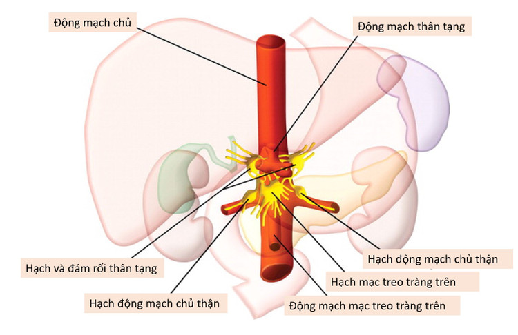Sơ đồ đám rối thân tạng và các tạng chi phối cảm giác - Ảnh BVCC
