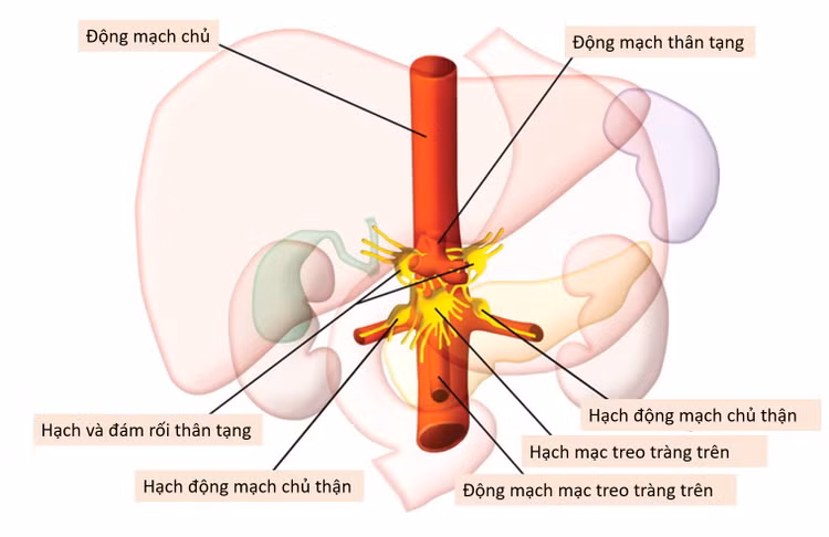 Sơ đồ đám rối thân tạng và các tạng chi phối cảm giác - Ảnh BVCC